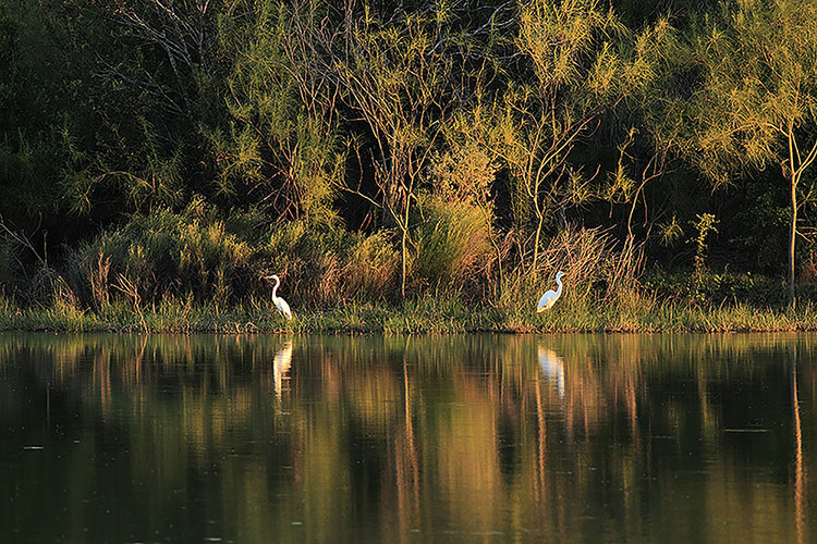 Egrets Mitchell Lake_161011_1648
